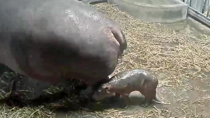 Baby hippo explores enclosure after being born despite mother being on birth control