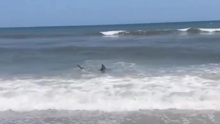 Sharks spotted swimming in knee-deep water at Flordia beach