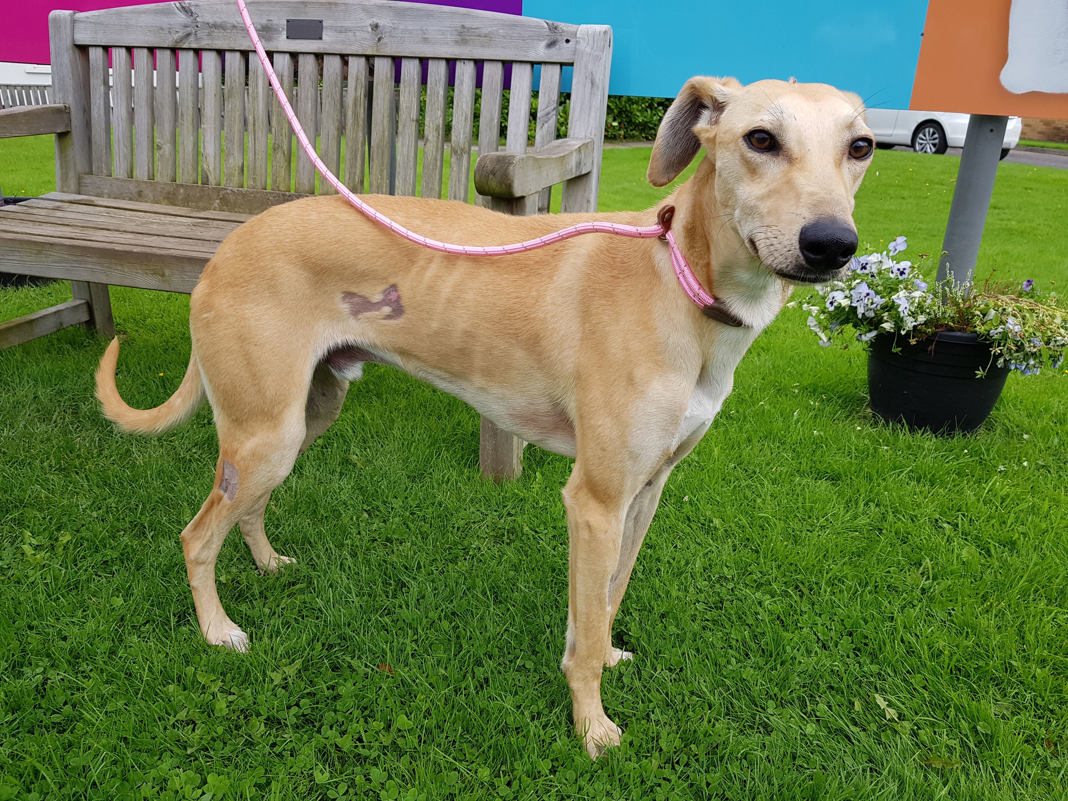 Ashton the lurcher, who was found with more than 60 wounds from a pellet gun in North Lanarkshire