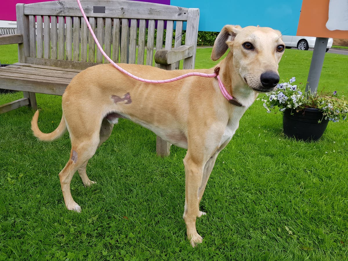 Dog shot 60 times with pellet gun The Independent