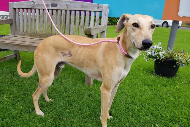 Ashton the lurcher, who was found with more than 60 wounds from a pellet gun in North Lanarkshire