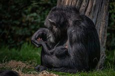 Outrage over rail project that has blasted chimp habitat with no protections in place for apes