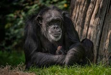 Critically endangered chimpanzee cradles newborn after giving birth at UK zoo