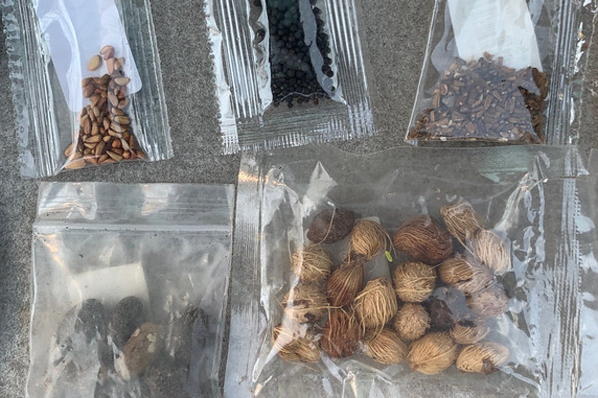 Texas officials warn residents not to open mysterious seed packets after over 1,000 land in mailboxes across the state