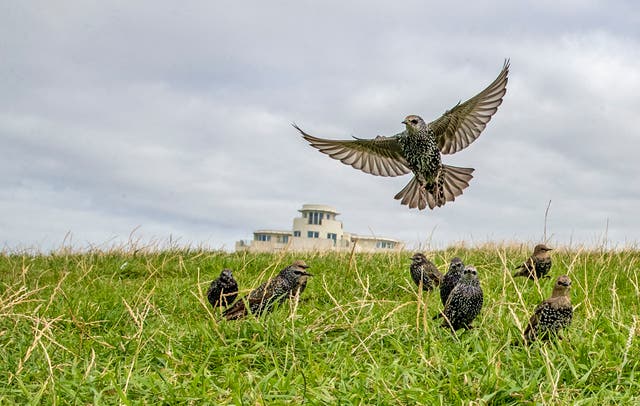 Starlings near the beach at Crosby, Sefton in Merseyside