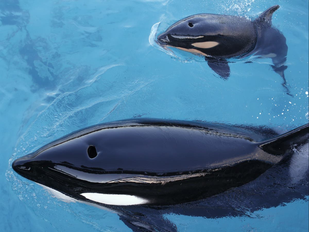 Orca famous for carrying its dead calf for 17 days gives birth again