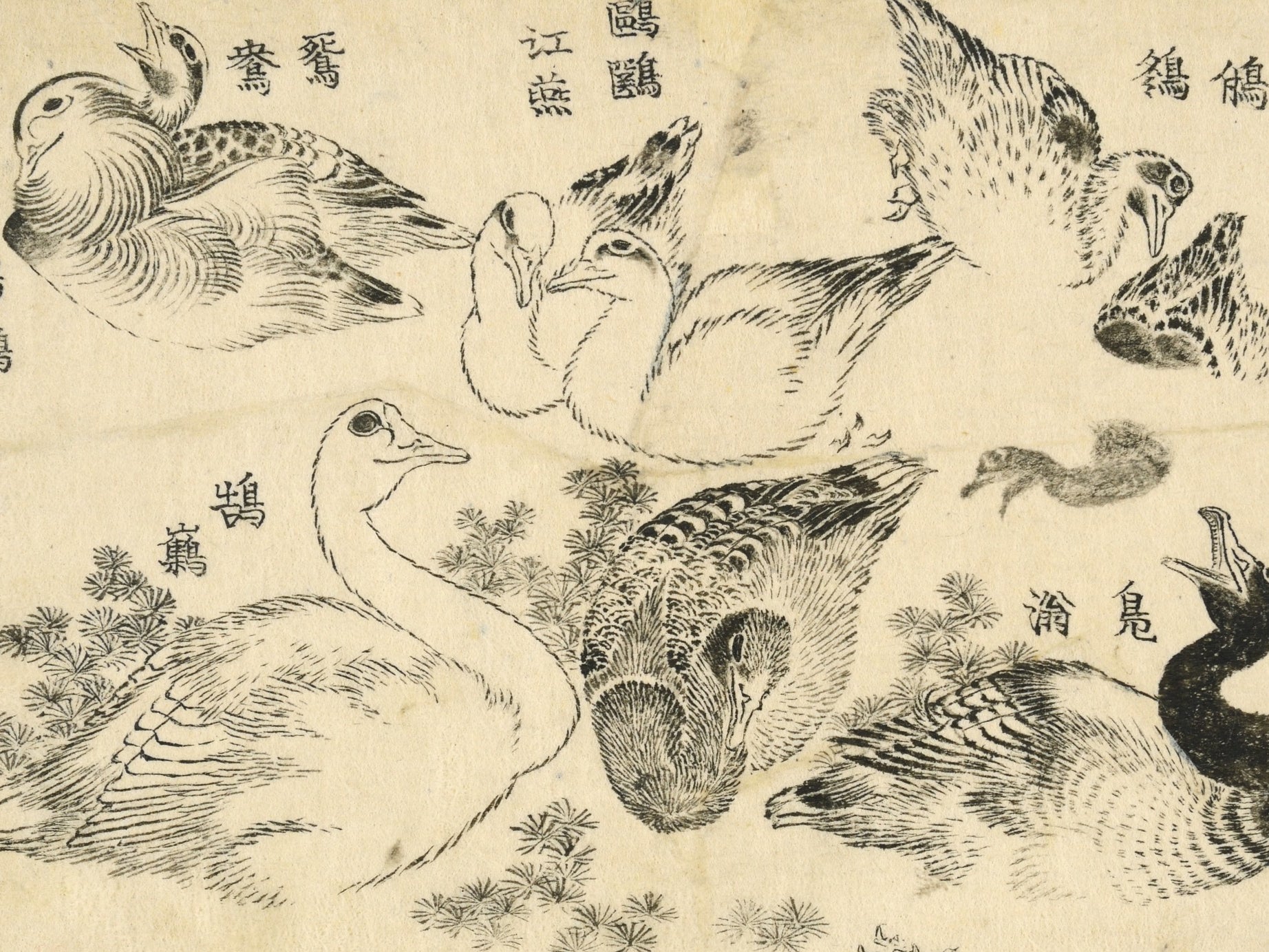 Studies of various types of water bird, swimming and diving among river weed. This work seems to have been intended as a kind of picture thesaurus