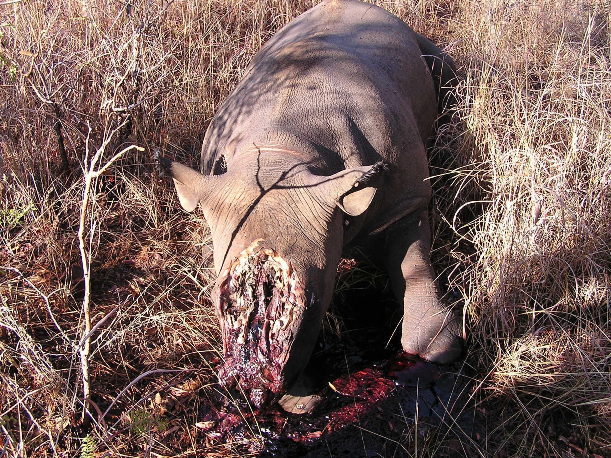 A poached rhino can be seen in Africa