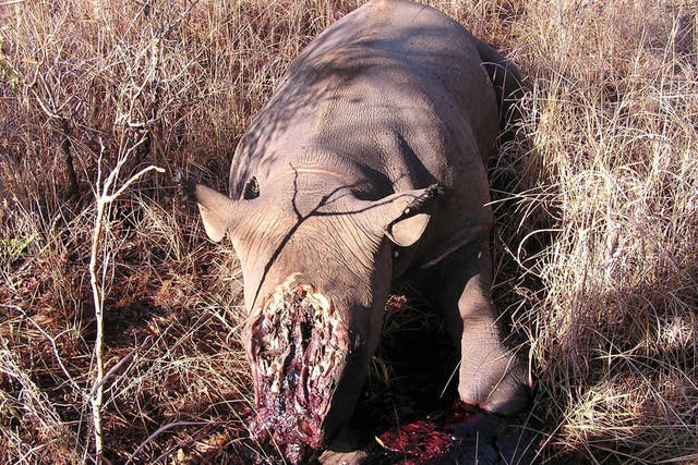 A poached rhino can be seen in Africa