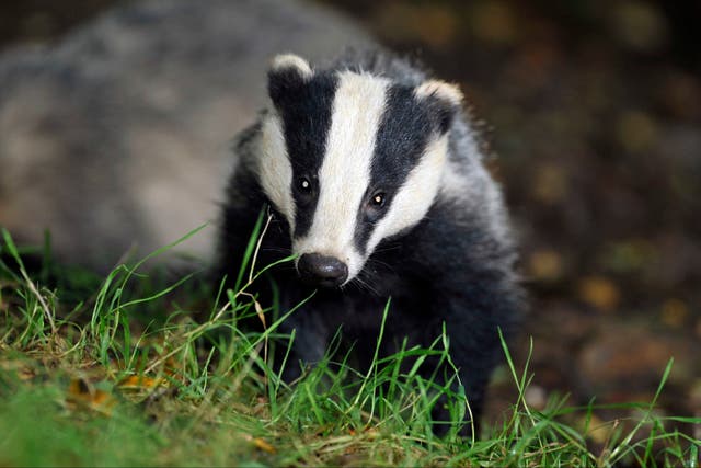 The government has been accused of backtracking on plans to phase out badger culls