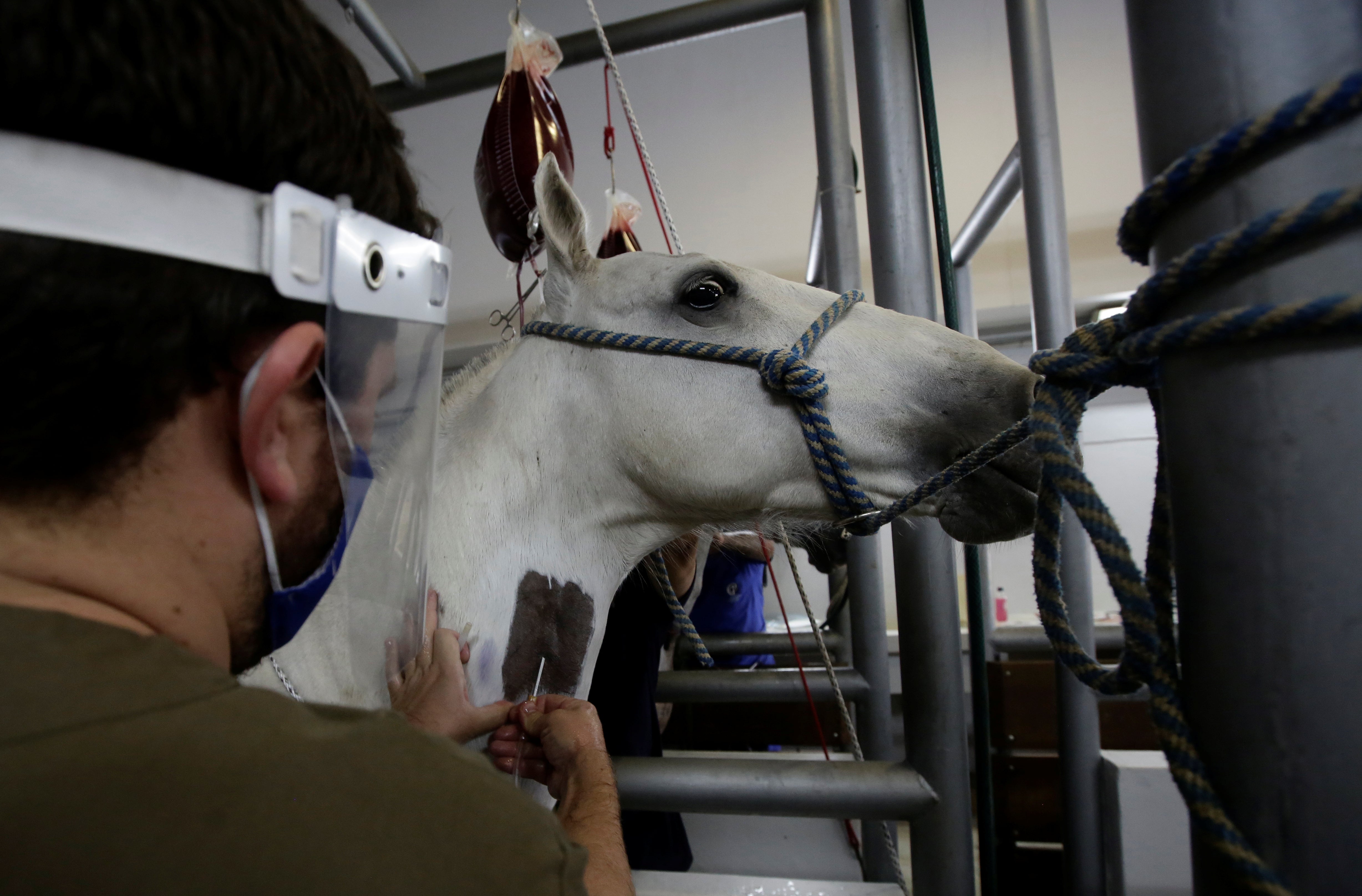 A worker from the Clodomiro Picado Institute draws blood from a horse as part of the trial