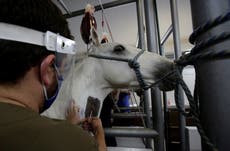 Coronavirus patients to be treated with horse antibodies in experimental trial