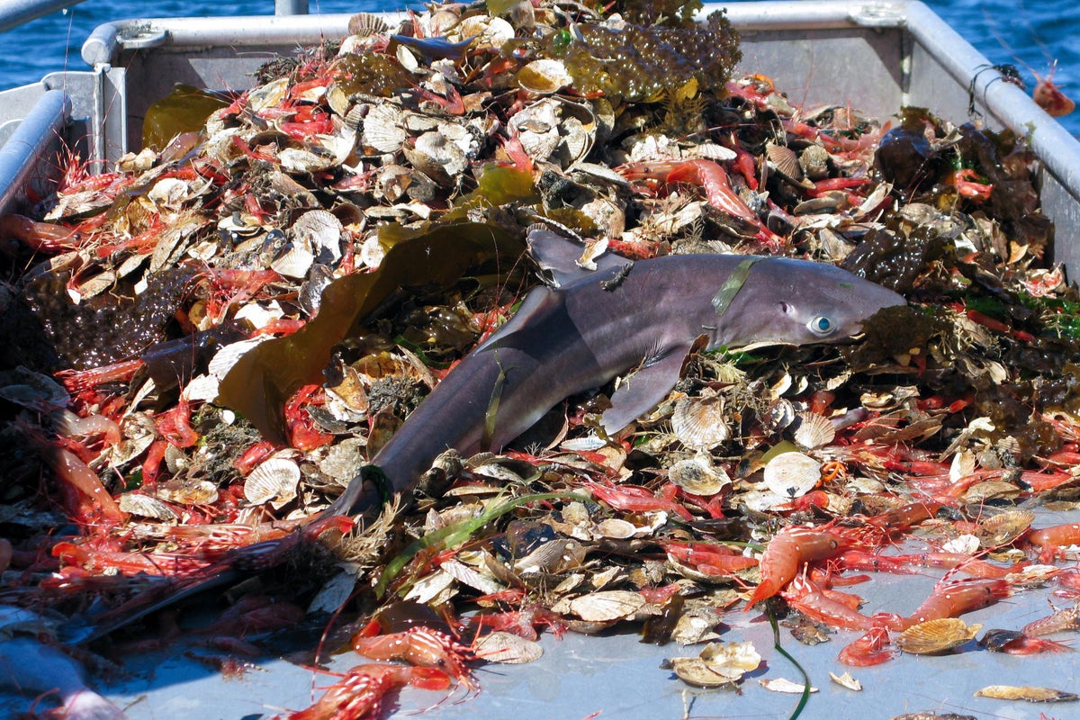 Species thought to be wiped out by overfishing – until now
