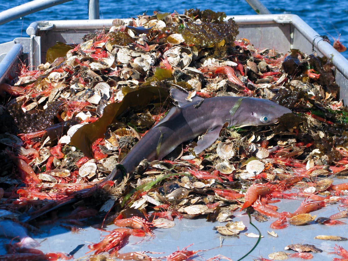 The practice of distant water fishing is plaguing our oceans 