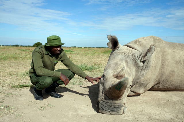 The northern white rhino is one of the species on the brink of extinction