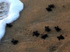 Climate crisis adding to plight of endangered sea turtles in Cyprus