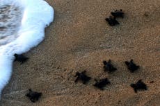 Climate crisis adding to plight of endangered sea turtles in Cyprus