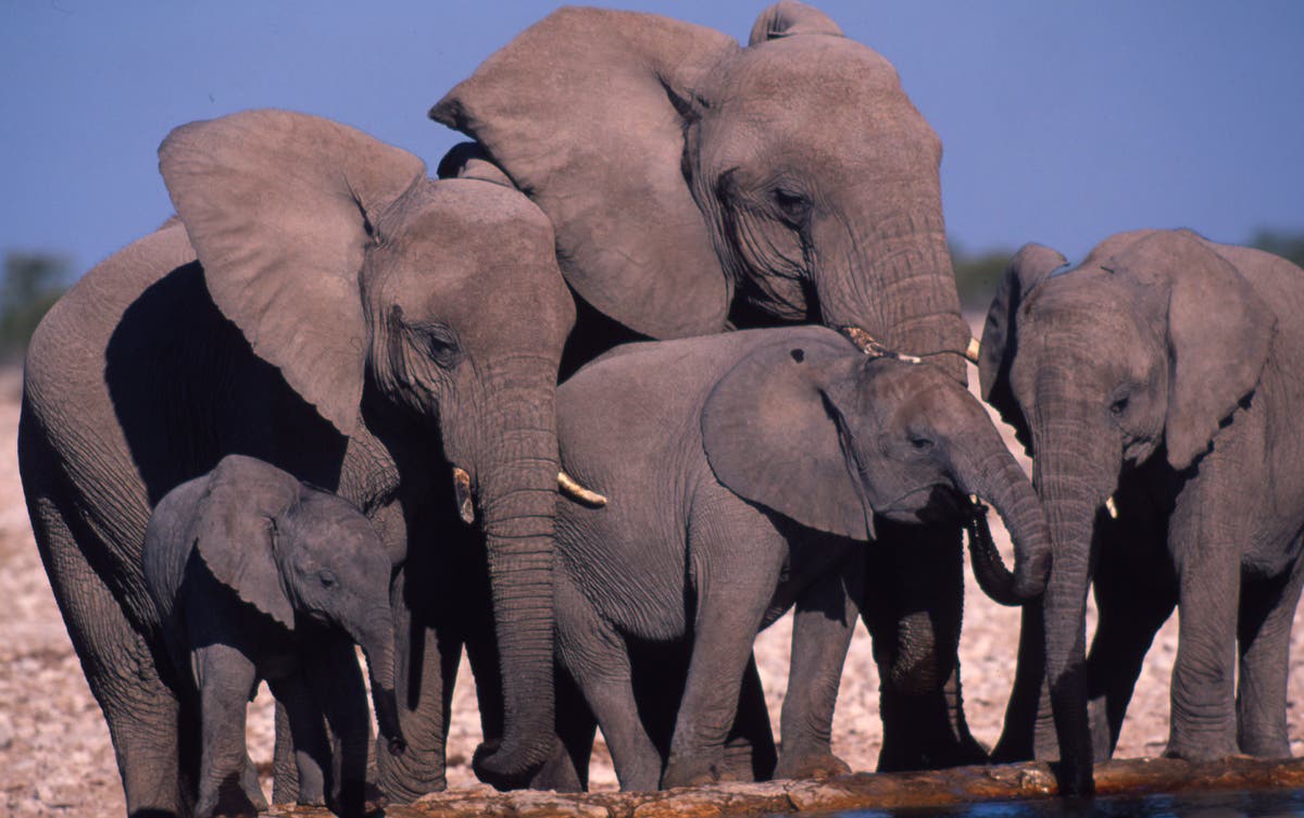 Известно что индийский слон крупное наземное. Слоны. Слоны семья. Породы слонов. Стая слонов.