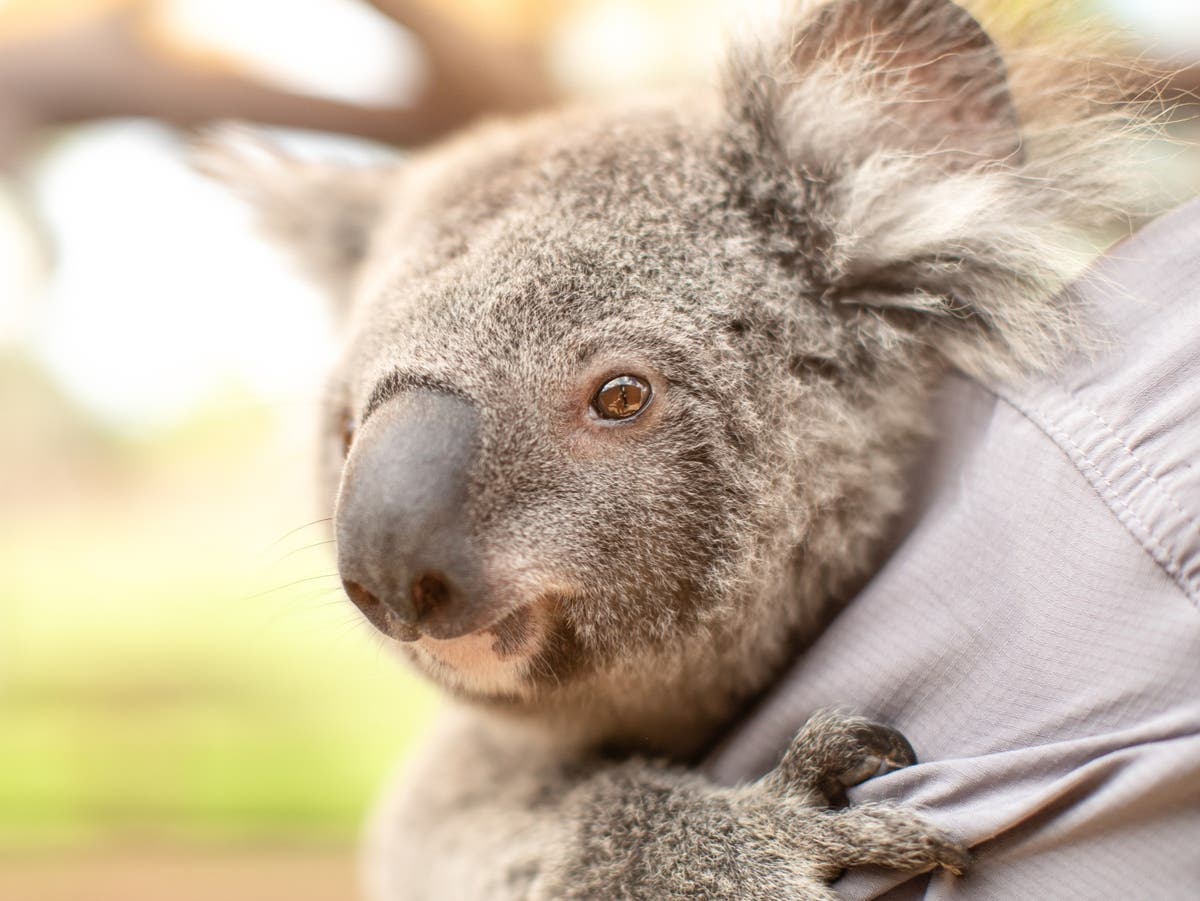 Koala habitation causing political dispute in Australia as Nationals take on Liberals