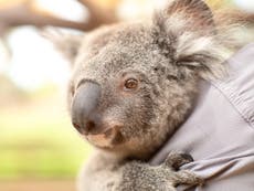 Koala habitation causing political dispute in Australia as Nationals take on Liberals