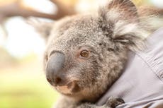 How koalas are creating political dispute in Australia’s largest state