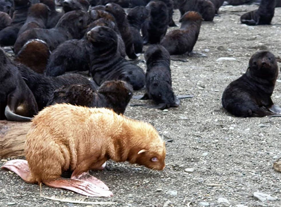 Baby seal fur coat Clearance