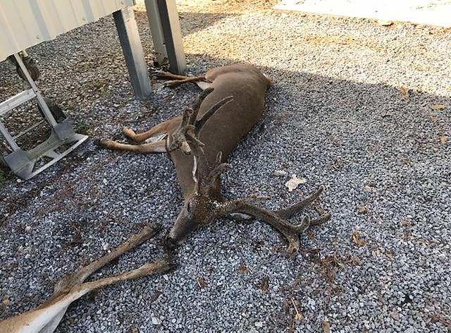 A deer killed by mosquitoes in southwestern Louisiana