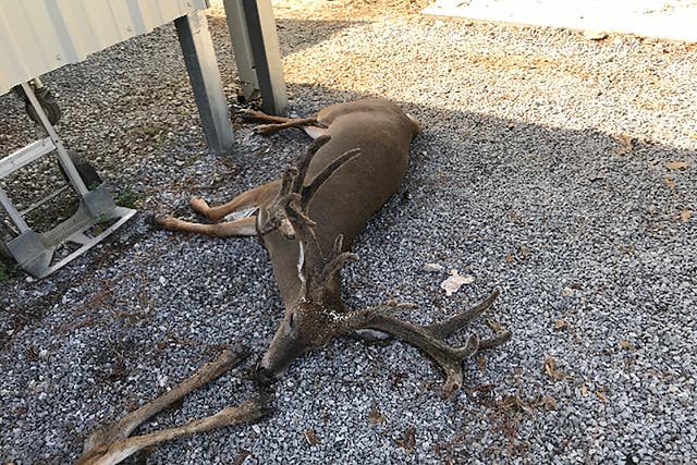 A deer killed by mosquitoes in southwestern Louisiana