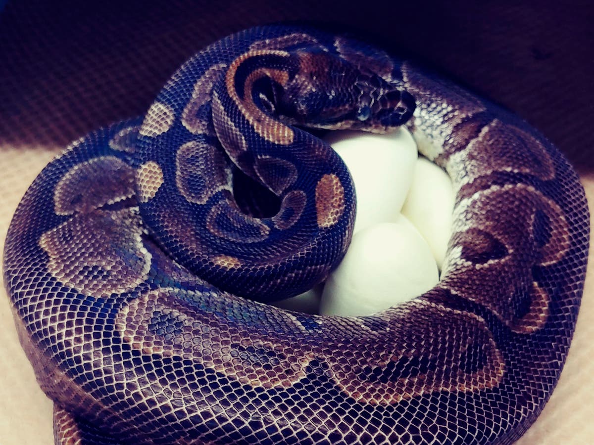 Oldest living snake lays eggs 'without male help'