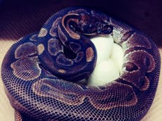 Oldest living snake lays eggs 'without male help'