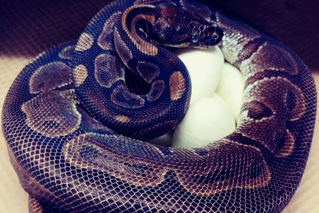The 62-year-old ball python curled up around her eggs