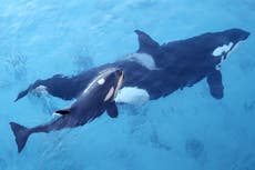 ‘Like a sledgehammer’: Killer whales perplex scientists by ramming sailing boats on Spanish coast