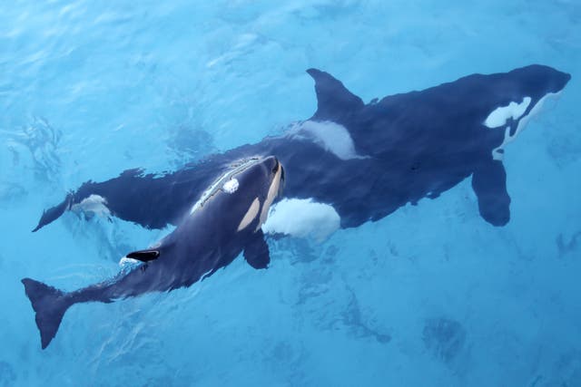 Las ballenas orca se estrellan contra los barcos de vela, dejando algunas a la deriva sin timones ni motores que funcionen.