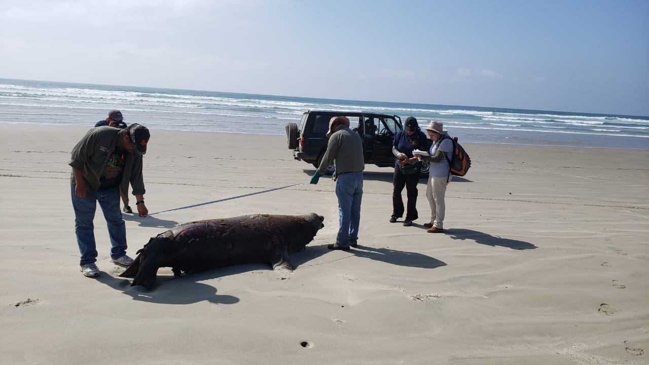 Mexico is investigating after 137 sea lions washed up on a beach