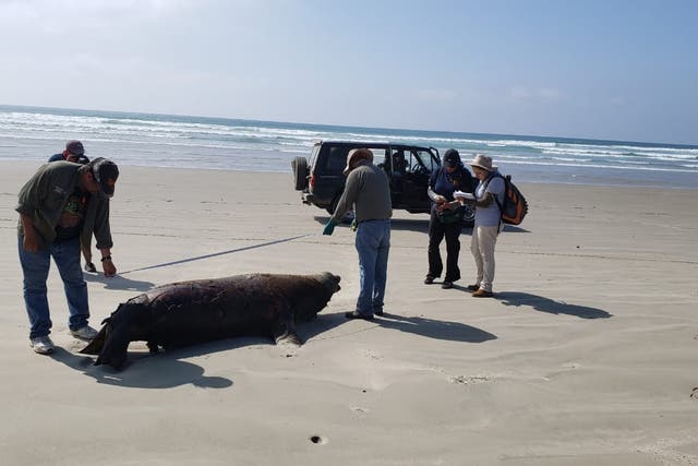 Mexico is investigating after 137 sea lions washed up on a beach
