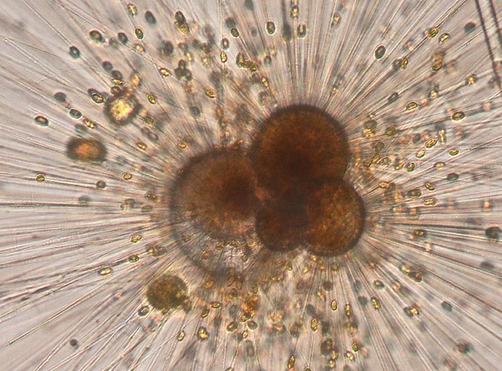 Researchers grew living foraminifera, a type of marine plankton, in a laboratory to reconstruct the climate more than 55 million years ago