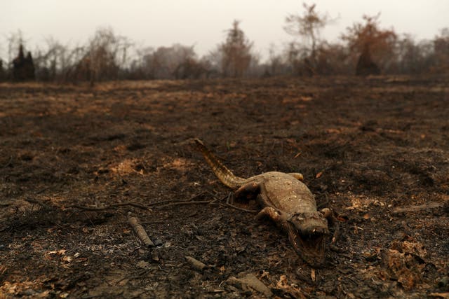 A dead caiman, an alligator-like reptile, is pictured in an area that was burnt in a fire in the Pantanal, the world's largest wetland, in Pocone, Brazil last month