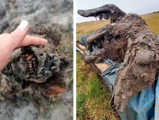 Preserved Ice Age cave bear found by Siberian reindeer herders