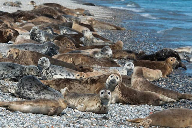 Grey seals on the beach on Coquet Island