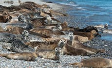 Sea kayaking with seals off the Northumberland coast