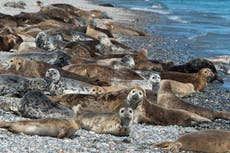 Sea kayaking with seals off the Northumberland coast