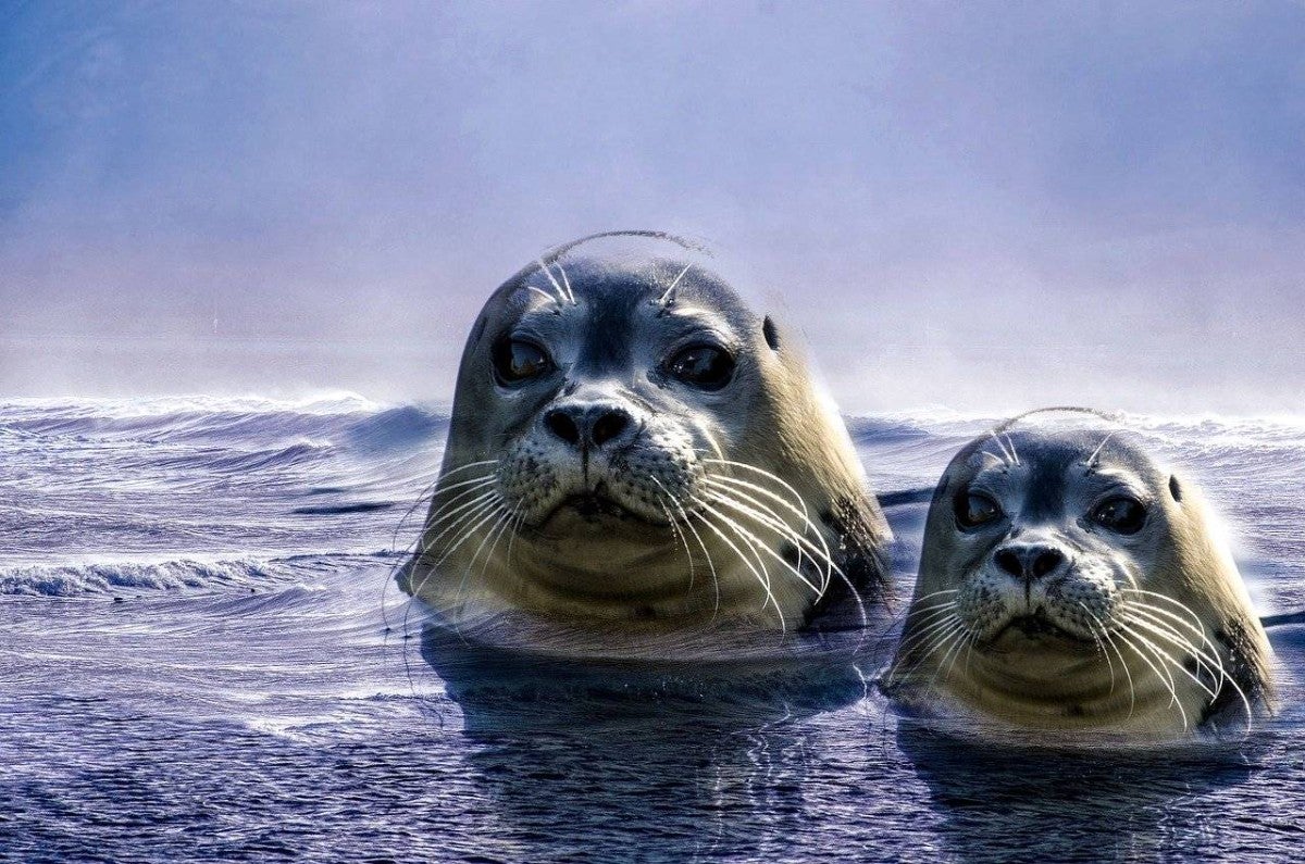 Grey seals in the water