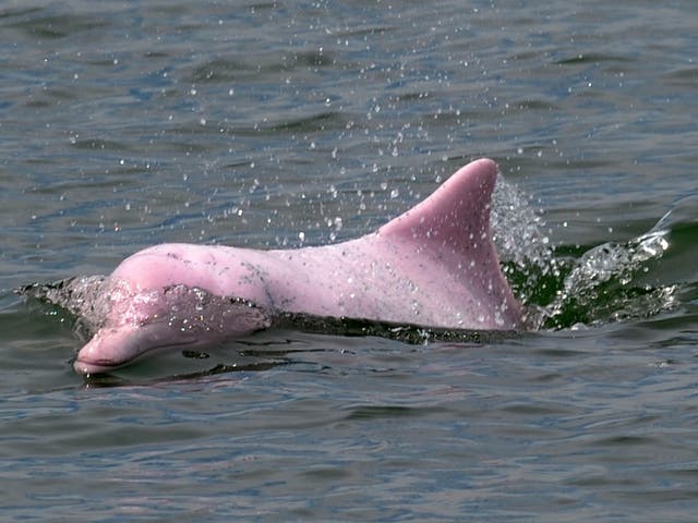 A  Chinese pink dolphin or Indo-Pacific humpback dolphin, nicknamed the pink dolphin