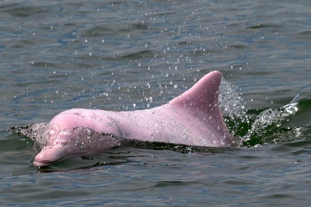 A  Chinese pink dolphin or Indo-Pacific humpback dolphin, nicknamed the pink dolphin