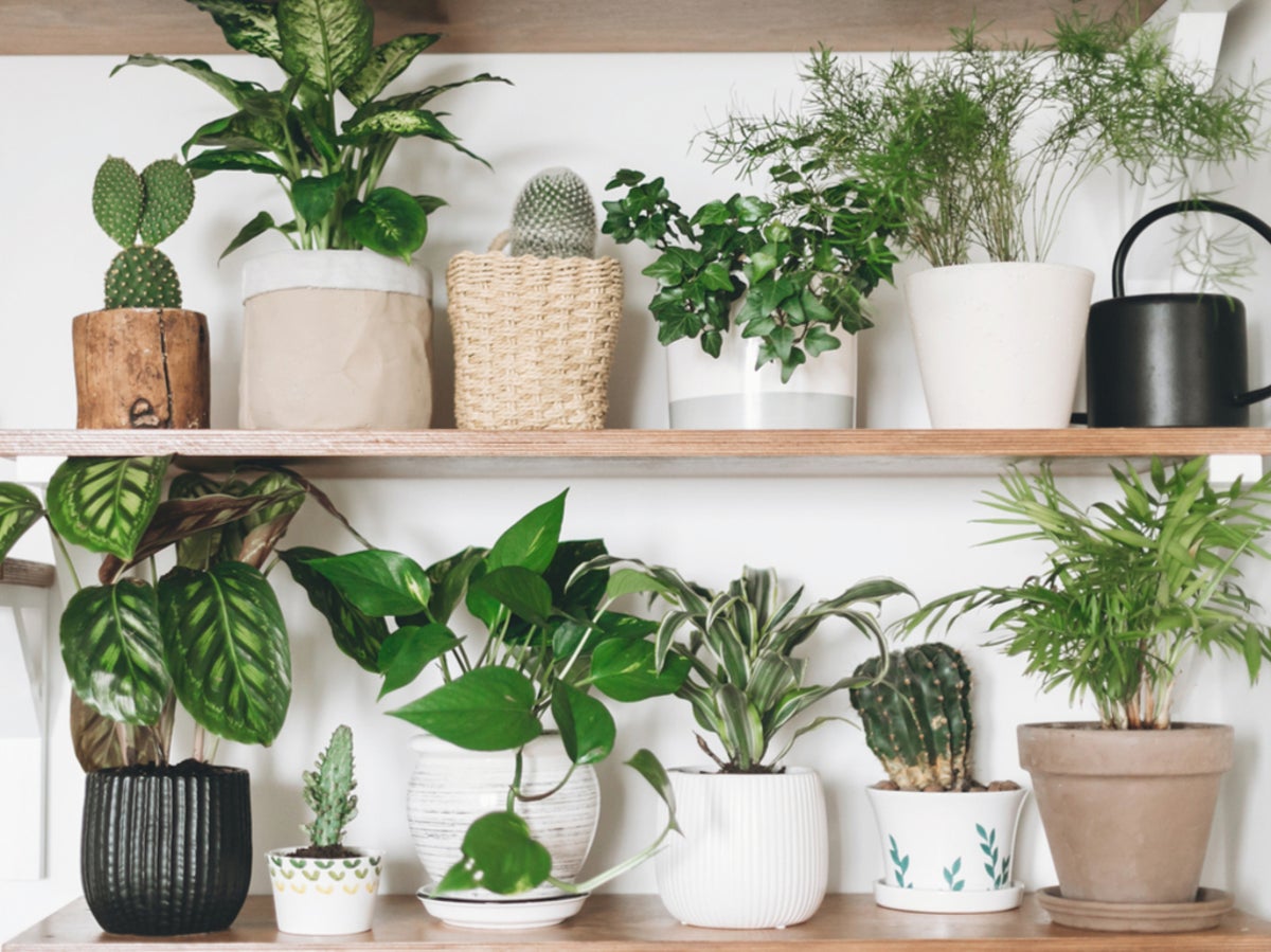 The five hardiest houseplants that even you will find difficult to kill