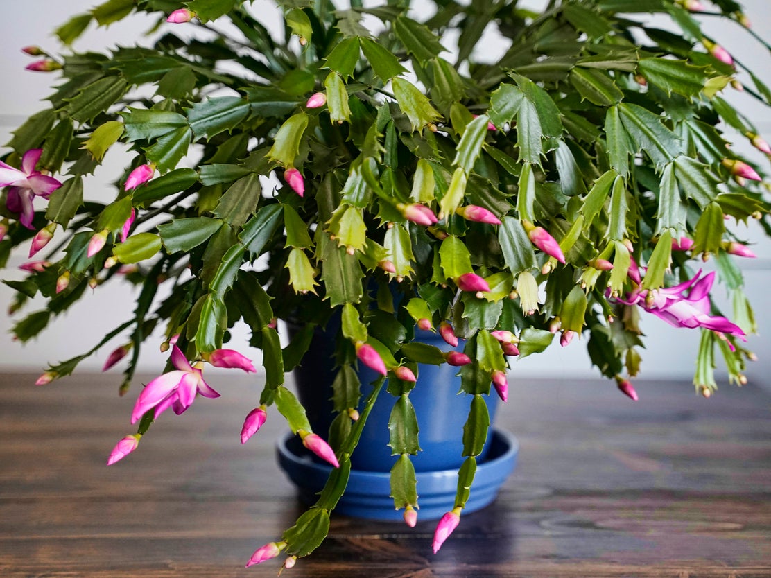 Pretty in pink: the flowering Schlumbergera