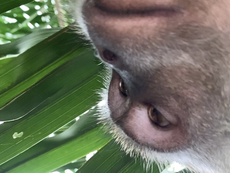Man reunited with lost phone - full of monkey selfies