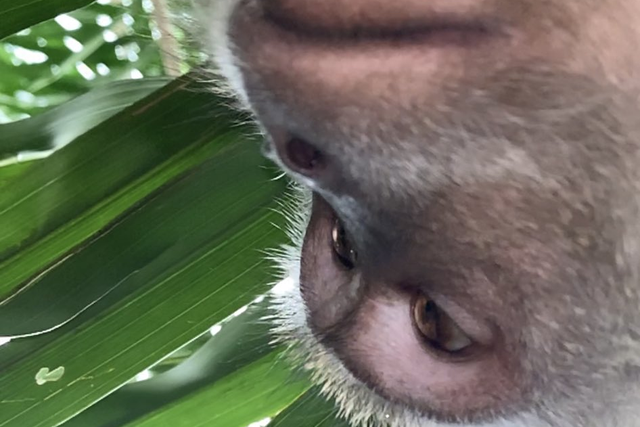 The phone's camera roll was full of blurry selfies of a monkey, thought to have stolen the device