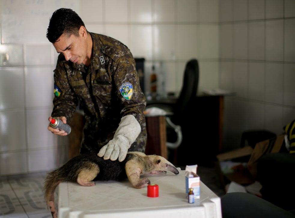 Marcelo Andreani, a vet, treats an Anteater at his house, that arrived with a broken left paw after a clash with a fierce porcupine. In five days, Linguaruda was strong enough to return to the wild