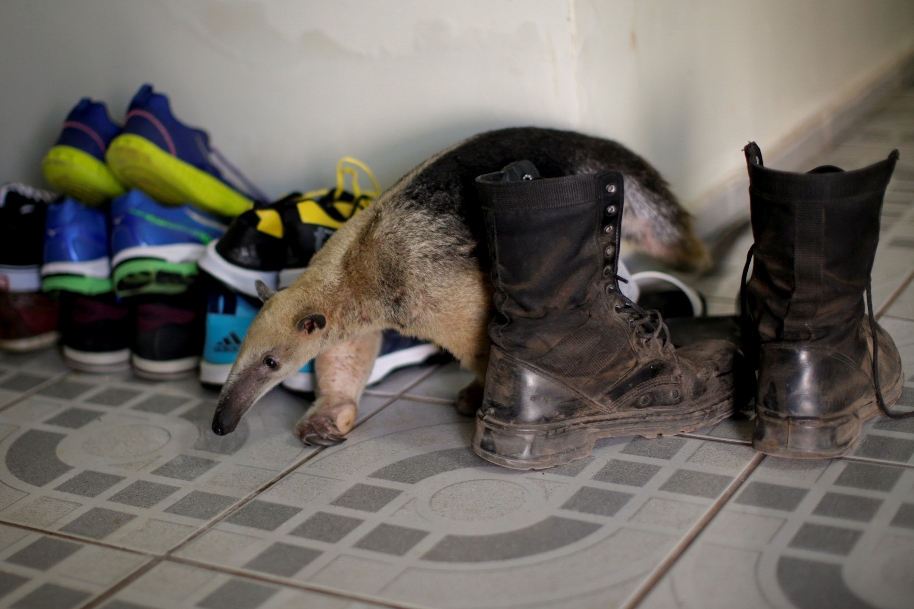 An anteater walks among shoes at veterinarian Marcelo Andreani’s house, where it’s receiving treatment. The anteater arrived with a broken left paw after a clash with a fierce porcupine